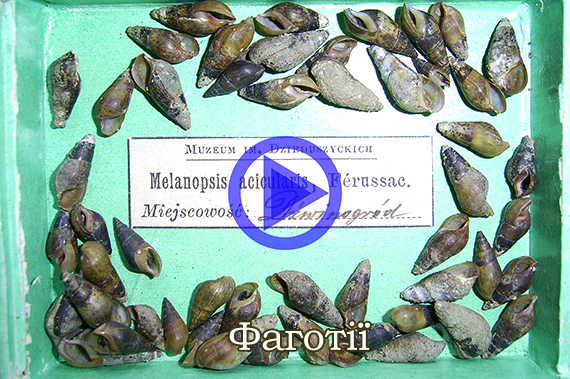 Фаготії