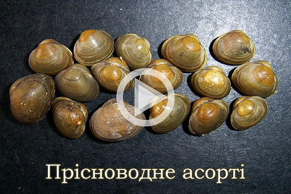 Прісноводне асорті