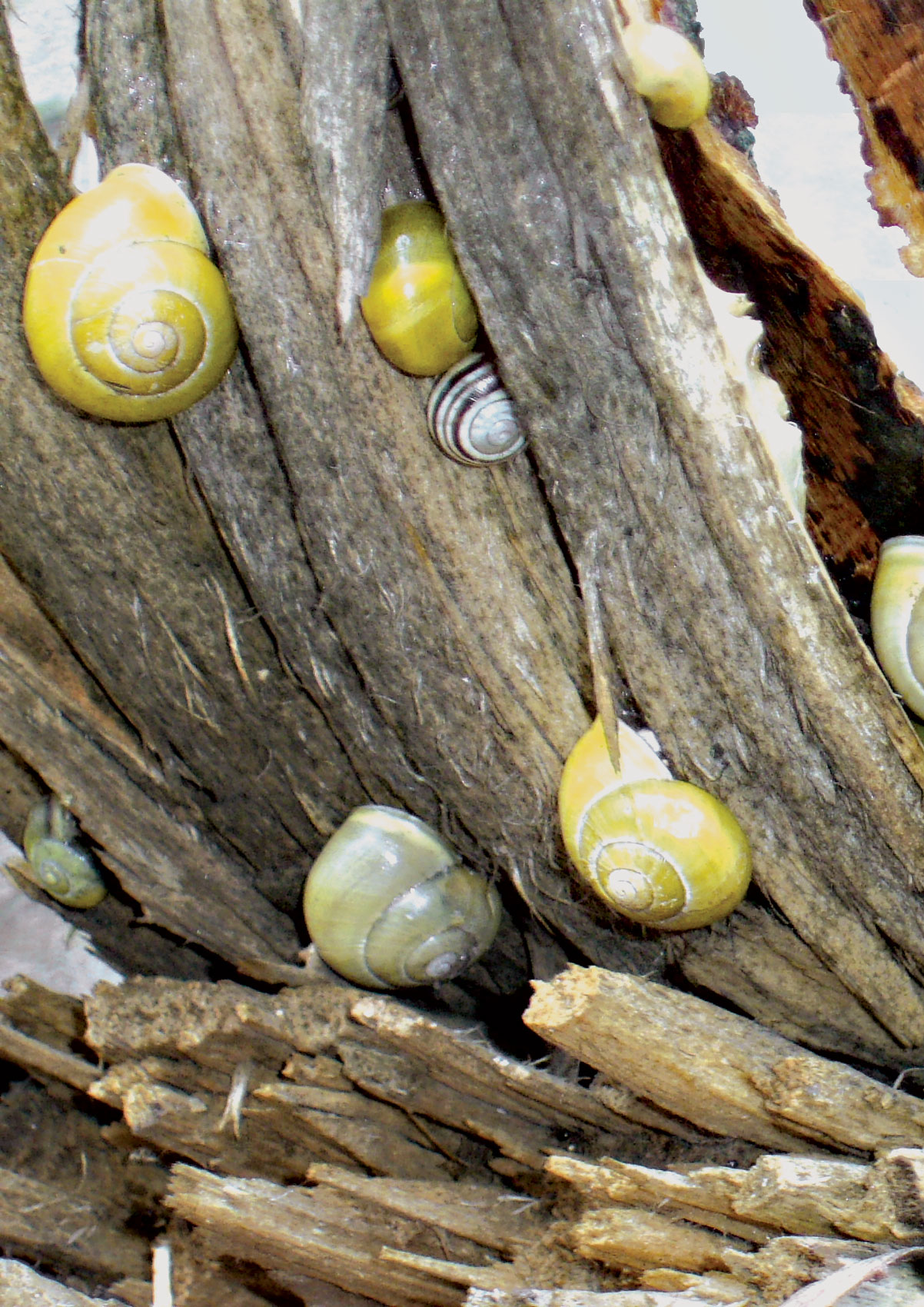 Фауна, экология и внутривидовая изменчивость наземных моллюсков в урбанизированной среде (оборот обложки)