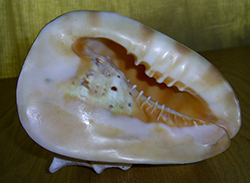 Моллюск декабря среди экзотических моллюсков - Cassis cornuta (2025г.)