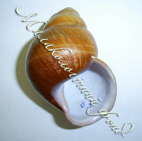 Cochlostyla portei. Фотографія 1