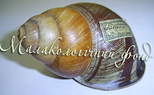 Cochlostyla portei. Фотографія 2