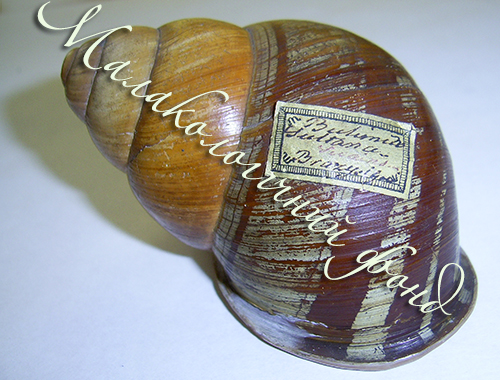 Cochlostyla portei. Фотографія 3