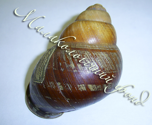 Cochlostyla portei. Фотографія 4