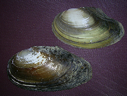 A. anatina. Фото 52