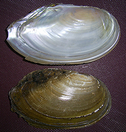 беззубка лебедина - Anodonta cygnea (Linnaeus, 1758)