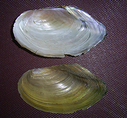 Моллюск марта среди пресноводных моллюсков - Anodonta cygnea (2025г.)