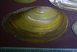 Моллюск июля среди пресноводных моллюсков - Anodonta cygnea (2025г.)