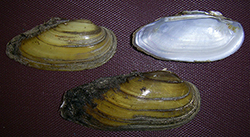 U. pictorum. Фото 29