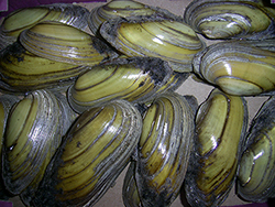 Моллюск августа среди пресноводных моллюсков - Unio pictorum (2024 год)