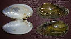 U. tumidus. Фото 37