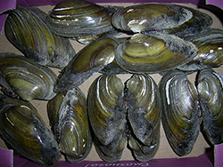 U. tumidus. Фото 39