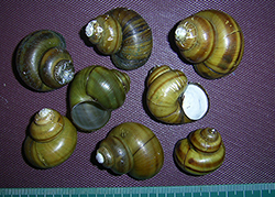 живородка болотная. Фото 7