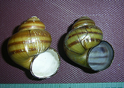 живородка болотная. Фото 9