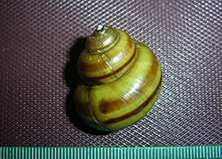 живородка болотная. Фото 11