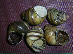 Моллюск ноября среди пресноводных моллюсков - Viviparus viviparus (2025г.)