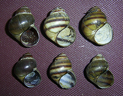 Viviparus viviparus. Фотографія 8