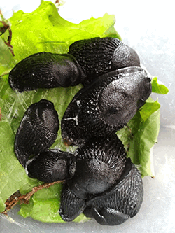 <i>Arion ater</i> (Linnaeus, 1758). Фотография №4 Arion ater