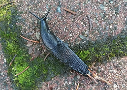 <i>Arion ater</i> (Linnaeus, 1758). Фотография №6 Arion ater