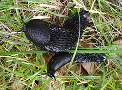 <i>Arion ater</i> (Linnaeus, 1758). Фотография №8 Arion ater