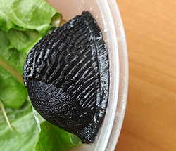 <i>Arion ater</i> (Linnaeus, 1758). Фотография №10 Arion ater