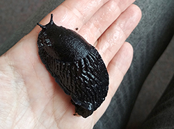 <i>Arion ater</i> (Linnaeus, 1758). Фотография №12 Arion ater