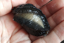 <i>Arion ater</i> (Linnaeus, 1758). Фотография №14 Arion ater