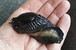 <i>Arion ater</i> (Linnaeus, 1758). Фотография №16 Arion ater