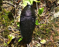 <i>Arion ater</i> (Linnaeus, 1758). Фотография №18 Arion ater