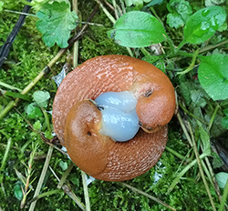 A. lusitanicus. Berezhany. Photo 28