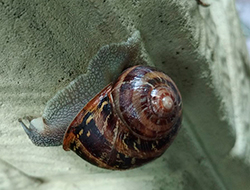 Helix aspersa (O.F.Müller, 1774). Фото 48