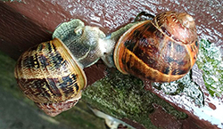 Helix aspersa (O.F.Müller, 1774). Фото 50