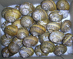 Helix aspersa (O.F.Müller, 1774). Фото 52