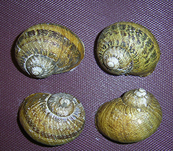 Helix aspersa (O.F.Müller, 1774). Фото 52