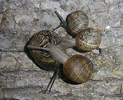 Helix aspersa (O.F.Müller, 1774). Фото 34