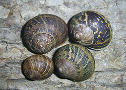 Helix aspersa (O.F.Müller, 1774). Фото 36