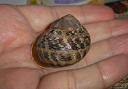 Helix aspersa (O.F.Müller, 1774). Фото 38