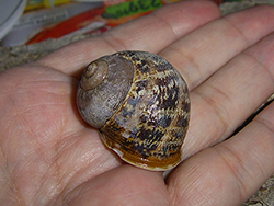 Helix aspersa (O.F.Müller, 1774). Фото 40