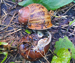 Helix aspersa (O.F.Müller, 1774). Фото 44