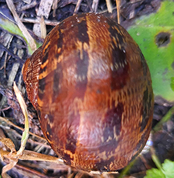 Helix aspersa (O.F.Müller, 1774). Фото 46