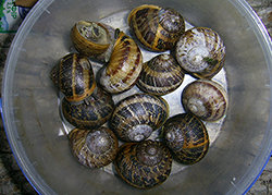 Helix aspersa (O.F.Müller, 1774). Фото 24