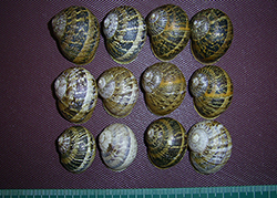 Helix aspersa (O.F.Müller, 1774). Фото 26