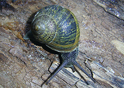 Helix aspersa (O.F.Müller, 1774). Фото 28