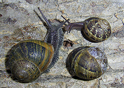 Helix aspersa (O.F.Müller, 1774). Фото 30