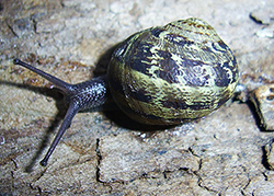 Helix aspersa (O.F.Müller, 1774). Фото 32