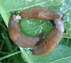 D. caucasicum. Фото 30