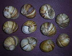 равлик великий строкатий - Helix lucorum. Фотографія 5