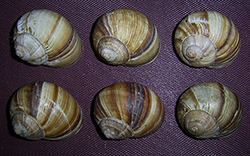 равлик великий строкатий - Helix lucorum. Фотографія 9