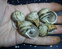 H. lutescens. Photo 19