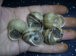 H. lutescens. Photo 21